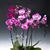 Pretty in Pink Phalaenopsis Combo