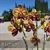 Beautiful Speckled Golden Orchid Combo