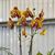 Beautiful Speckled Golden Orchid Combo