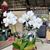 White Mariposa Butterfly Combo in Woven Basket
