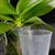 4.5" Clear disposable  Plastic  Pot