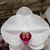 Dtps. Agnes Suzuki 'Sweetheart' (Dtps. New Candy x Phal. Su's Red Lip)