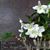 Den. Angel Baby 'Little Darling' AM/AOS (Den. Snow Baby x Den. Snow Angel)