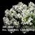 Den. Angel Baby 'Little Darling' AM/AOS (Den. Snow Baby x Den. Snow Angel)