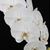 Phal. Norman's Mist 'F3'  (Phal. Norman's Mist ' Montclair' SM/16WOC x Phal. Norman's Mist ' FANGtastic')