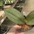 Phal. Jiaho's Pink Girl 'Sweet Fragrance'  (Phal. schilleriana ' Sweet Fragrance' x Zuma's Pixie)