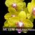 Phal. Sogo Alania 'Solar Flare'  (Haur Jin Princess x Sogo Meili)