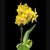 Phal. Sogo Alania 'Solar Flare'  (Haur Jin Princess x Sogo Meili)