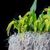 Dendrochilum formosanum ' Montclair' 