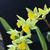 Dendrochilum formosanum 