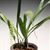 Dendrochilum formosanum 