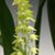 Dendrochilum formosanum 