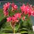Phal. Sogo Red Star 'Sweetheart' (P. Sogo Wendy x P. Sogo Lawrence)