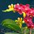 Phal. Sogo Red Star 'Sweetheart' (P. Sogo Wendy x P. Sogo Lawrence) 