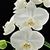 Phal. aphrodite var. formosanum 'FANGtastic 4N'  (aphrodite 'Ben Yu' AM/AOS x aphrodite 'Monte Vista' HCC/AOS)