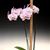 Phal. Hinamatsuri 'Cotton Candy'  (Musashino x Naughty Pink)