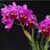 Blc. Taichung Beauty 'Quing Ming # 8' AM/AOS (Blc. Pamela Finney ' Victory' x Pot. Elegant Dancer)