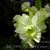 Bc. Golf Green 'Jade Lace'  (C. Moscombe 'Grace' x B. digbyana ' Mrs. Chase ' AM/AOS) 