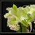 Bc. Golf Green 'Jade Lace'  (C. Moscombe 'Grace' x B. digbyana ' Mrs. Chase ' AM/AOS)