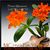 MC1460 Pot. Young-Min Orange 'Golden Satisfaction' AM/AOS (Pot. Viola Nugget x Lc. Trick or Treat) 