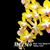 Phal. Yen Shaui Sweet Girl 'Shiny Girl' (Little Stripes Stripes x Tzu Chiang Prince) 