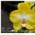 Phal. Sogo Shito 'Montclair Gold Rush'  (Sogo Pride x Sogo Sweet) 