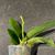 Phal. Sogo Shito 'Montclair Gold Rush'  (Sogo Pride x Sogo Sweet) 