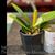 Phal. Sogo Shito 'Montclair Gold Rush'  (Sogo Pride x Sogo Sweet) 