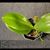 Phal. Sogo Shito 'Montclair Gold Rush'  (Sogo Pride x Sogo Sweet) 