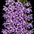 Den. anosmum 'A Touch of Class' JC/AOS  ( x )
