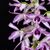 Den. anosmum 'A Touch of Class' JC/AOS  ( x )