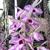 Den. anosmum 'A Touch of Class' JC/AOS  ( x )