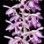 Den. anosmum 'A Touch of Class' JC/AOS  ( x )