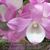 Den. Hamana Lake 'Kumi'  (Den. Kurenai x Den. Snow Angel)