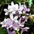 Phal. Tzu Chiang Sapphire 'Baby Blue'  (Phal. Tzu Chiang Lilac x P. pulcherrima)