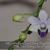 Phal. Tzu Chiang Sapphire 'Baby Blue'  (Phal. Tzu Chiang Lilac x P. pulcherrima)