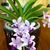 Phal. Tzu Chiang Sapphire 'Baby Blue'  (Phal. Tzu Chiang Lilac x P. pulcherrima)
