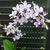 Phal. Tzu Chiang Sapphire 'Baby Blue'  (Phal. Tzu Chiang Lilac x P. pulcherrima)