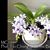Phal. Tzu Chiang Sapphire 'Baby Blue'  (Phal. Tzu Chiang Lilac x P. pulcherrima)