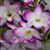 Den. Sakura 'Hime'  (Den. Otome x Den. Snowflake)