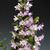 Den. Sakura 'Hime'  (Den. Otome x Den. Snowflake)