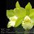 Blc. Hawaiian Passion 'Lake View '  (Lc. Wailea x Blc. Waikiki Gold)