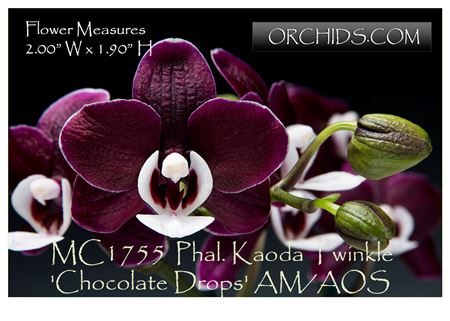 Phal. Kaoda Twinkle &#39;Chocolate Drop&#39; AM/AOS (P. schilleriana x P. Malvarosa Valentine Pearl)