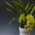 Cymbidium Sunshine Falls 'Butterball' AM/AOS (Cym. King Arthur x Cym. madidum)