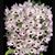 Den. Love Memory 'Fizz' (White Rabbit x Sachi)