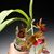 Cyc. Taiwan Gold 'Orange'  (Cyc. chlorchilon x Morm. badia)