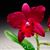 C. Chien Ya Champion 'Red Apple'  (Chien Ya Ruby x Chien Ya Emperor)