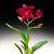 C. Chien Ya Champion 'Red Apple'  (Chien Ya Ruby x Chien Ya Emperor)