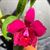C. Chien Ya Champion 'Red Apple'  (Chien Ya Ruby x Chien Ya Emperor)