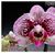 Phal. OX Happy Queen 'OX1621' AM/AOS ( x )